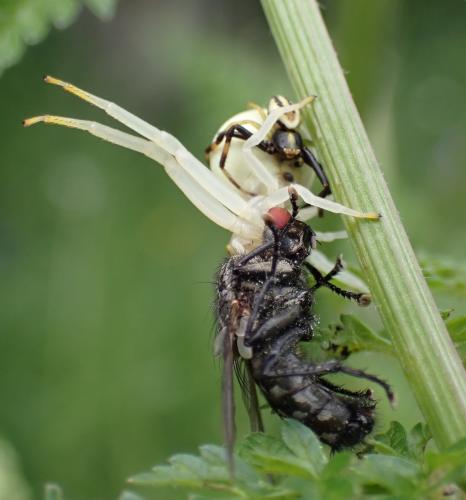 Misumena vatia